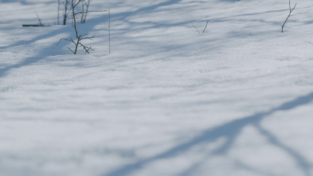 白桦树和橡树的影子在冬天的雪地上运动视频素材