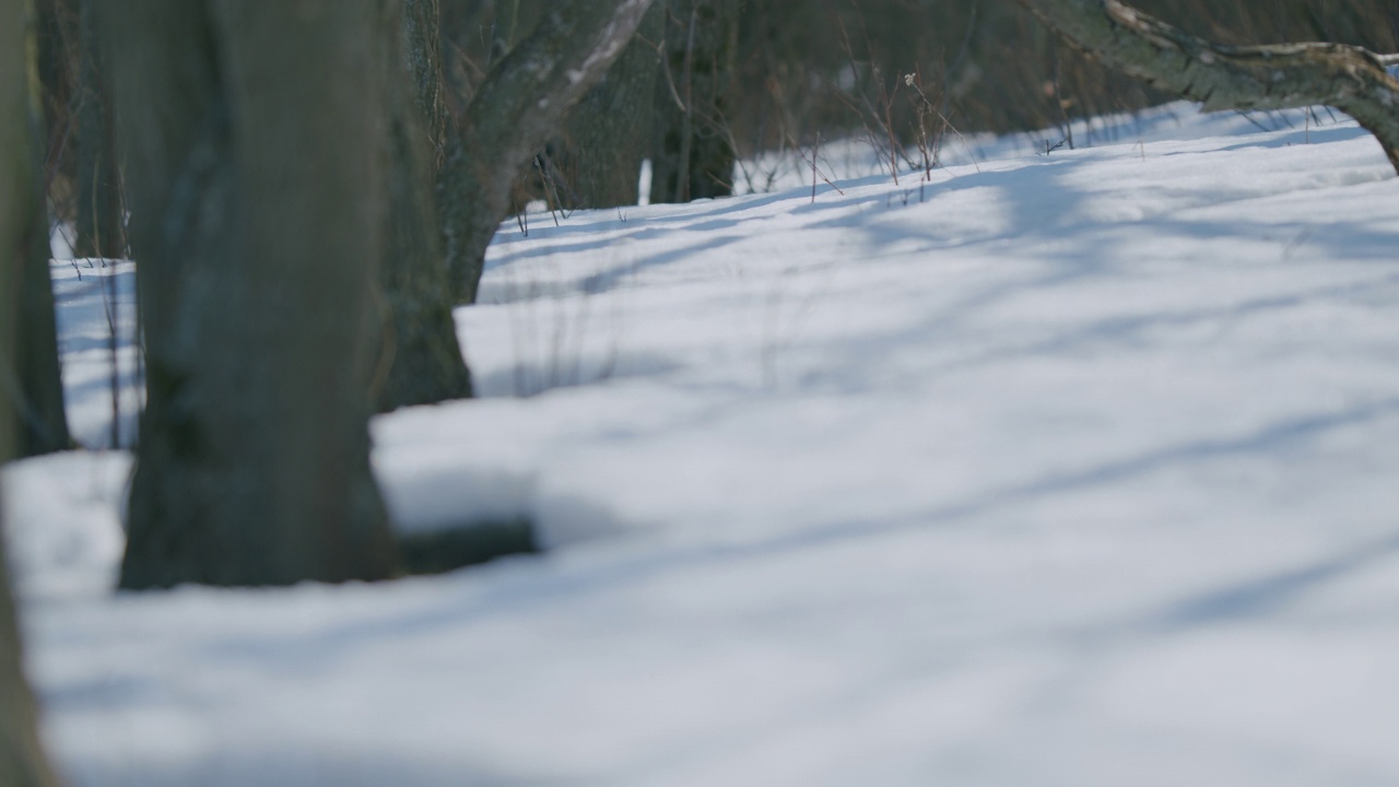 白桦树和橡树的影子在冬天的雪地上运动视频素材