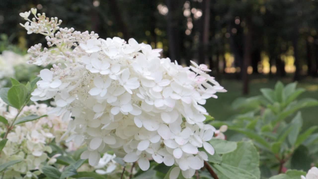 夏天的花绣球。光滑的绣球花盛开在春天和夏天的花园，绣球花乔木。美丽的花丛视频素材