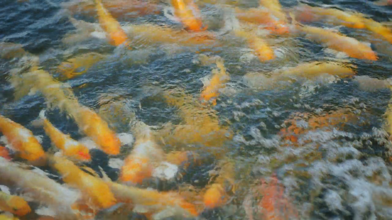 锦鲤在水里游泳视频素材