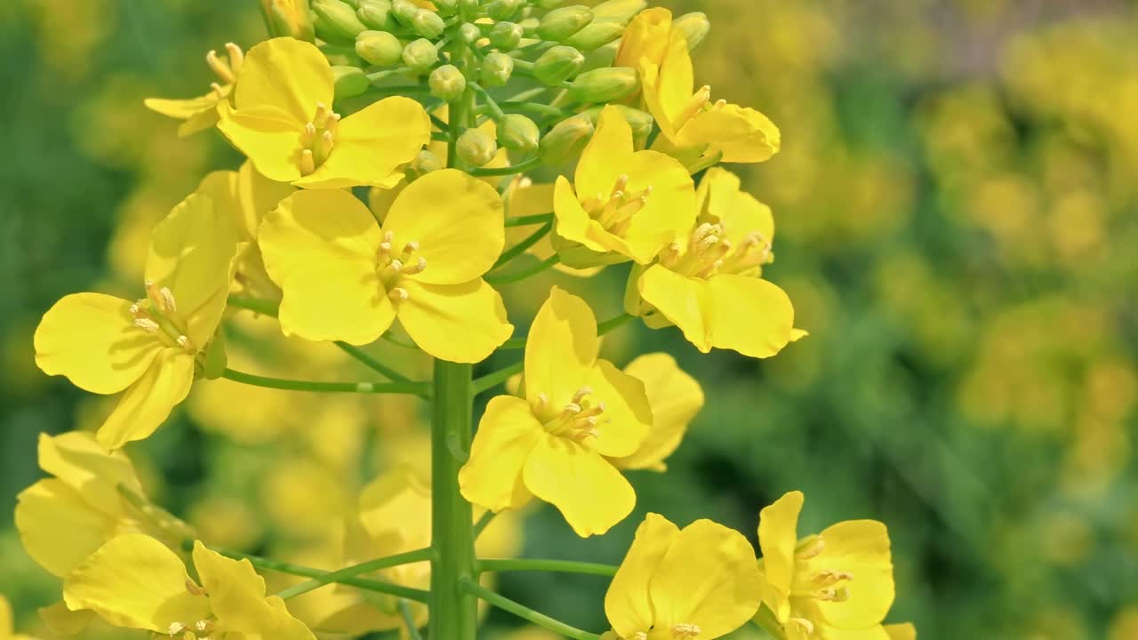 黄色的油菜花在春天盛开视频素材