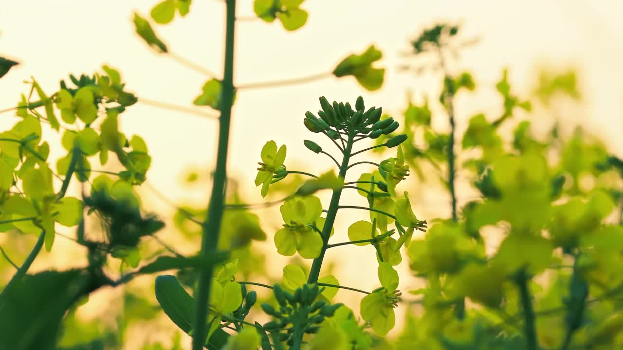 黄色的油菜花在日落时盛开视频素材