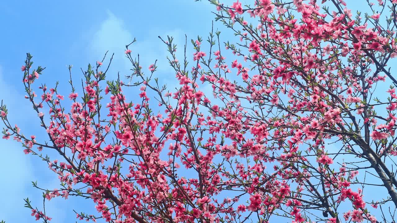 粉红色的桃花在春天盛开视频素材