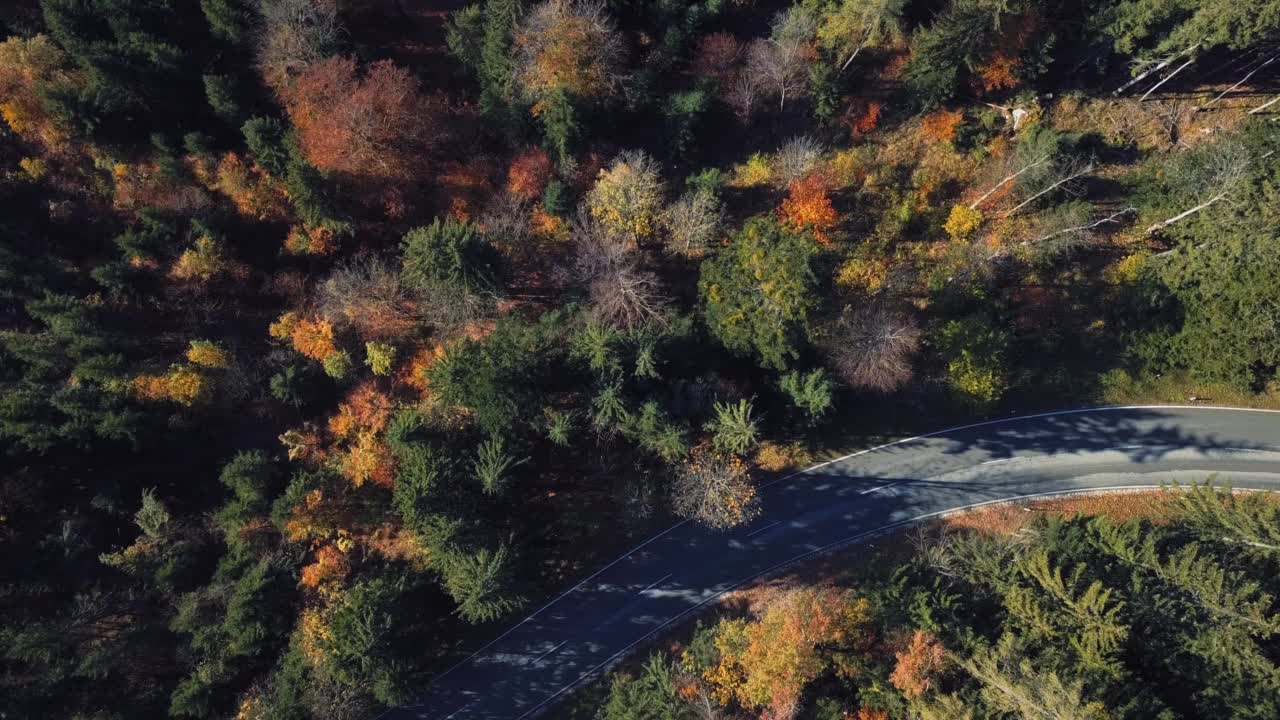 森林里的路视频素材