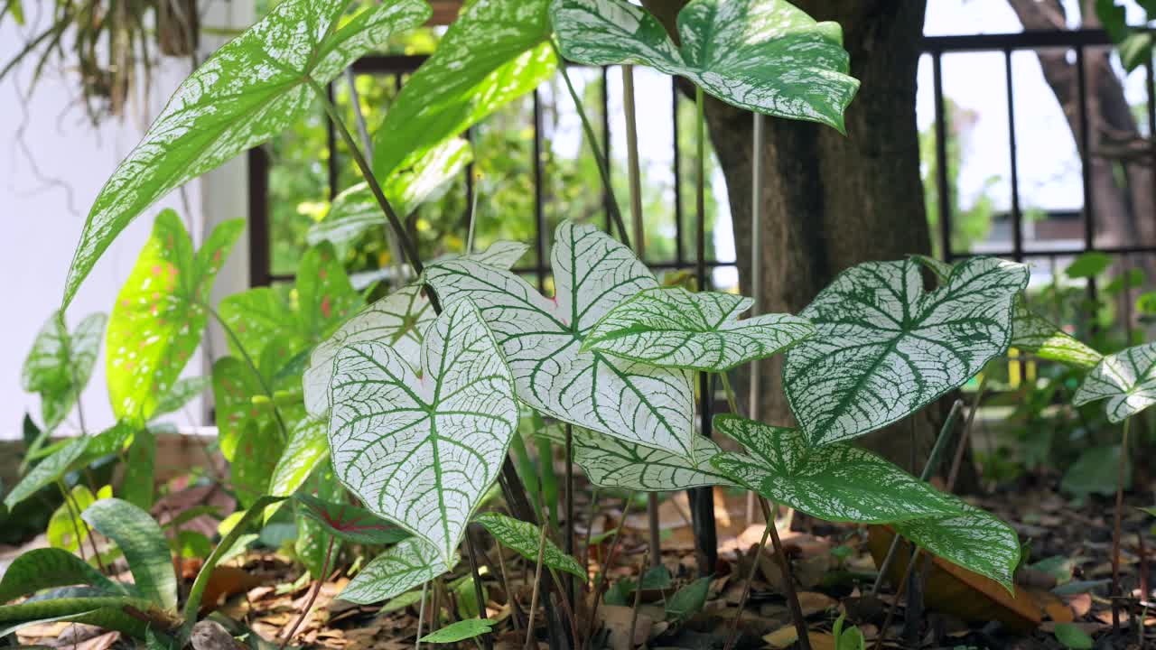 在花园中种植双色绿白相间的钙。视频素材