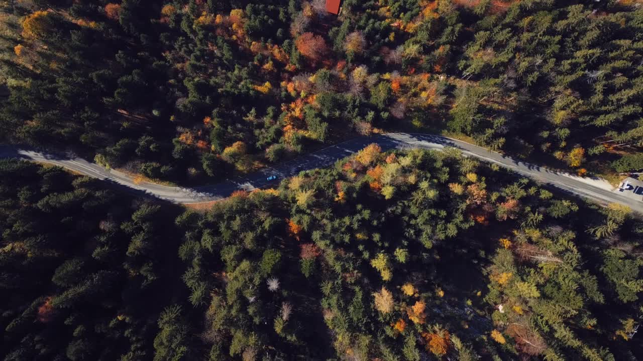 森林里的路视频素材