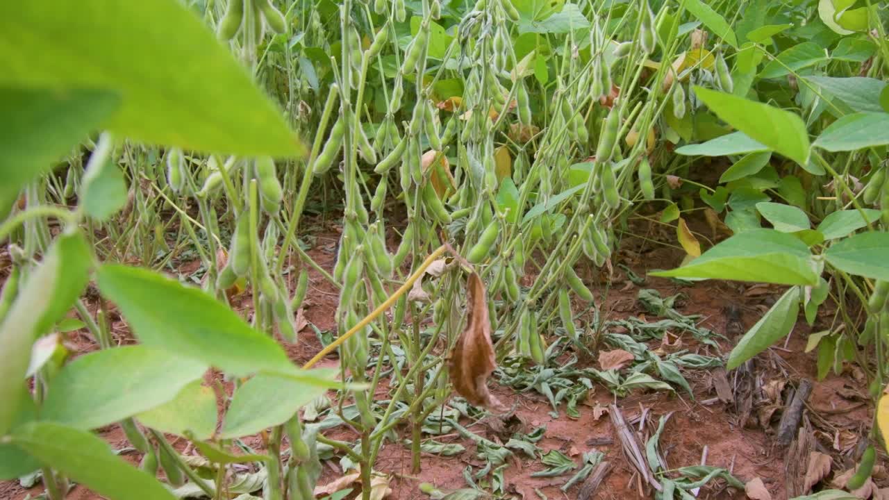 大豆种植园的视图。大豆一种农场种植的大豆植物视频素材