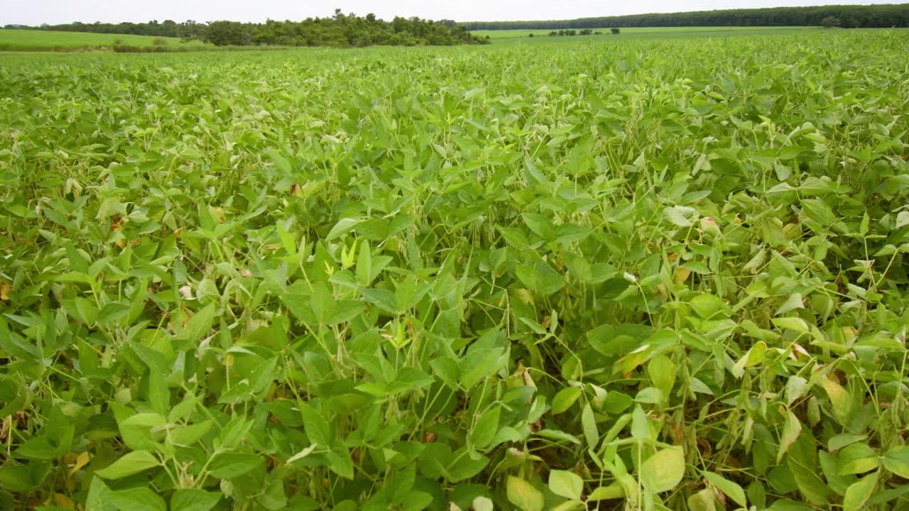 大豆种植园的视图。大豆一种农场种植的大豆植物视频素材