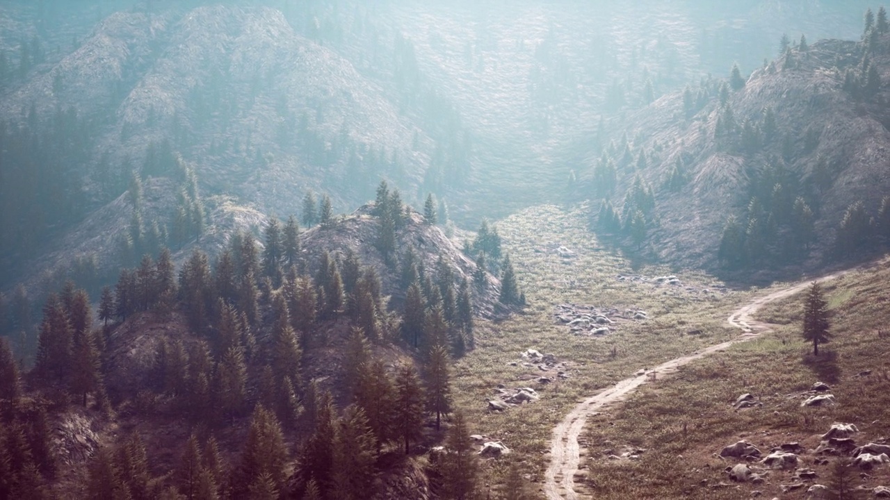 鸟瞰穿过美丽的绿色松林的道路视频素材