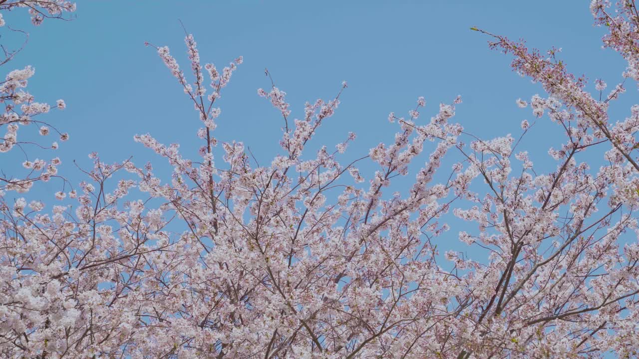 樱花在风中绽放。视频素材