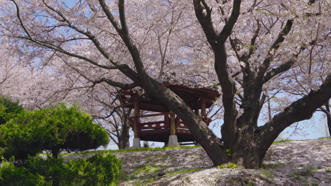 樱花在风中飞舞，飘落。视频下载