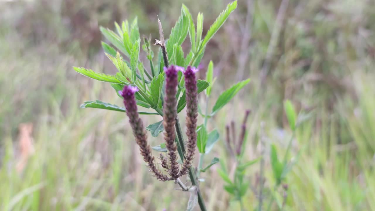 马鞭草花视频素材