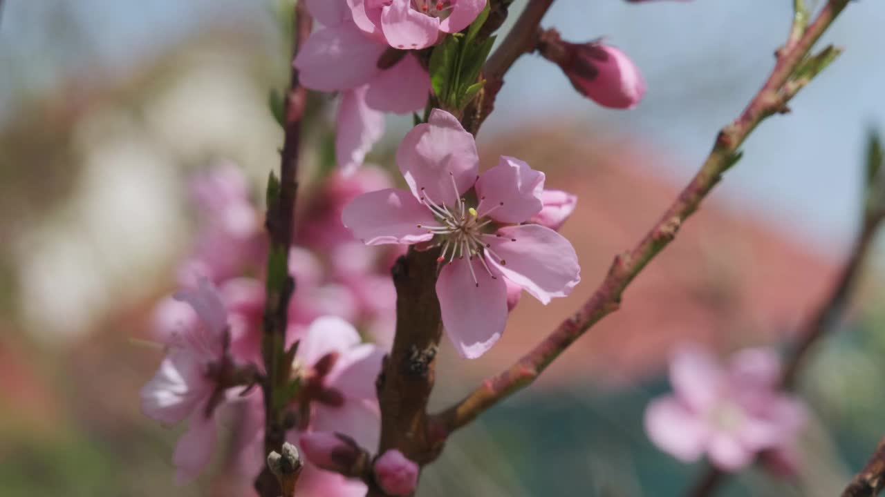 春天开花的苹果树视频素材