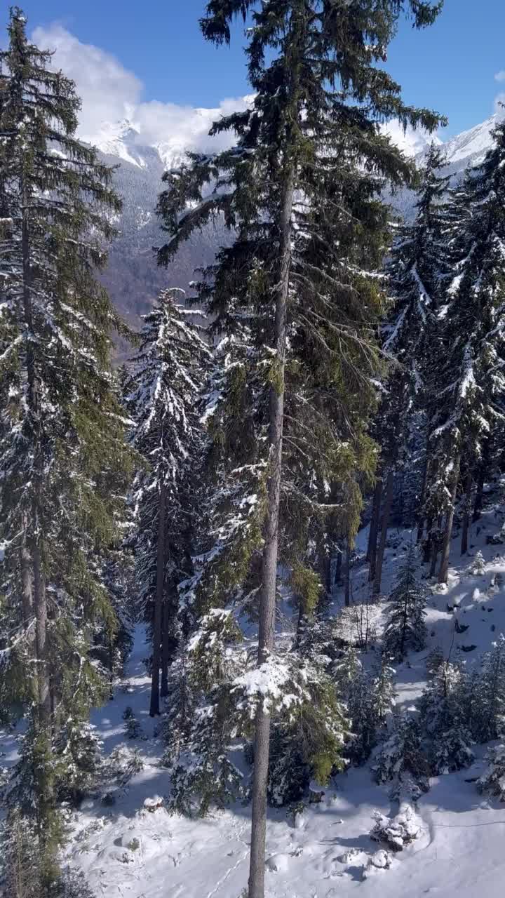 冬天的风景与雪树在法国阿尔卑斯山视频素材