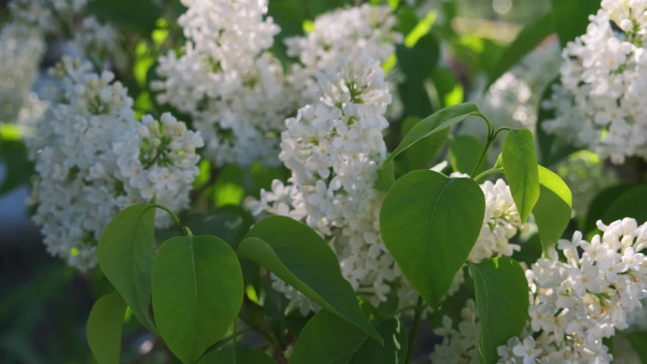 春天花园里的白紫丁香丛。特写镜头。视频素材