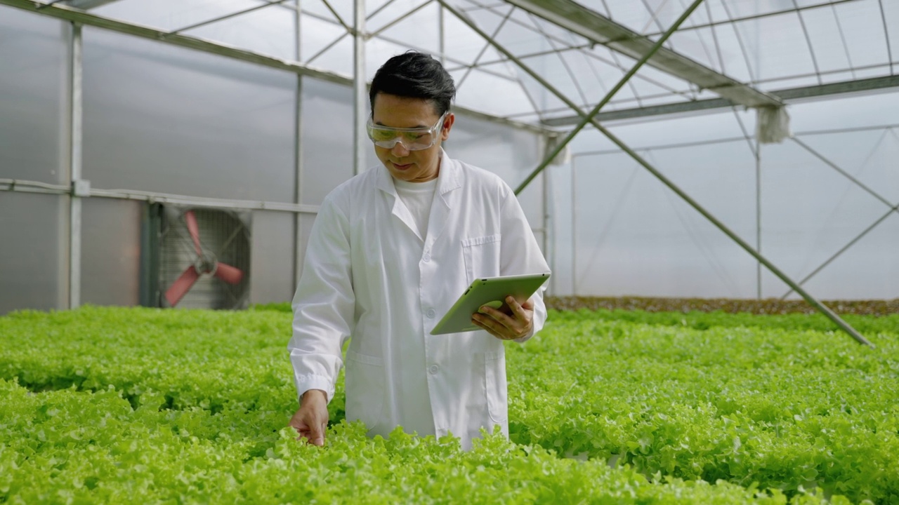 亚洲男性科学家在温室实验中检查水培植物的有机蔬菜实验结果。视频素材