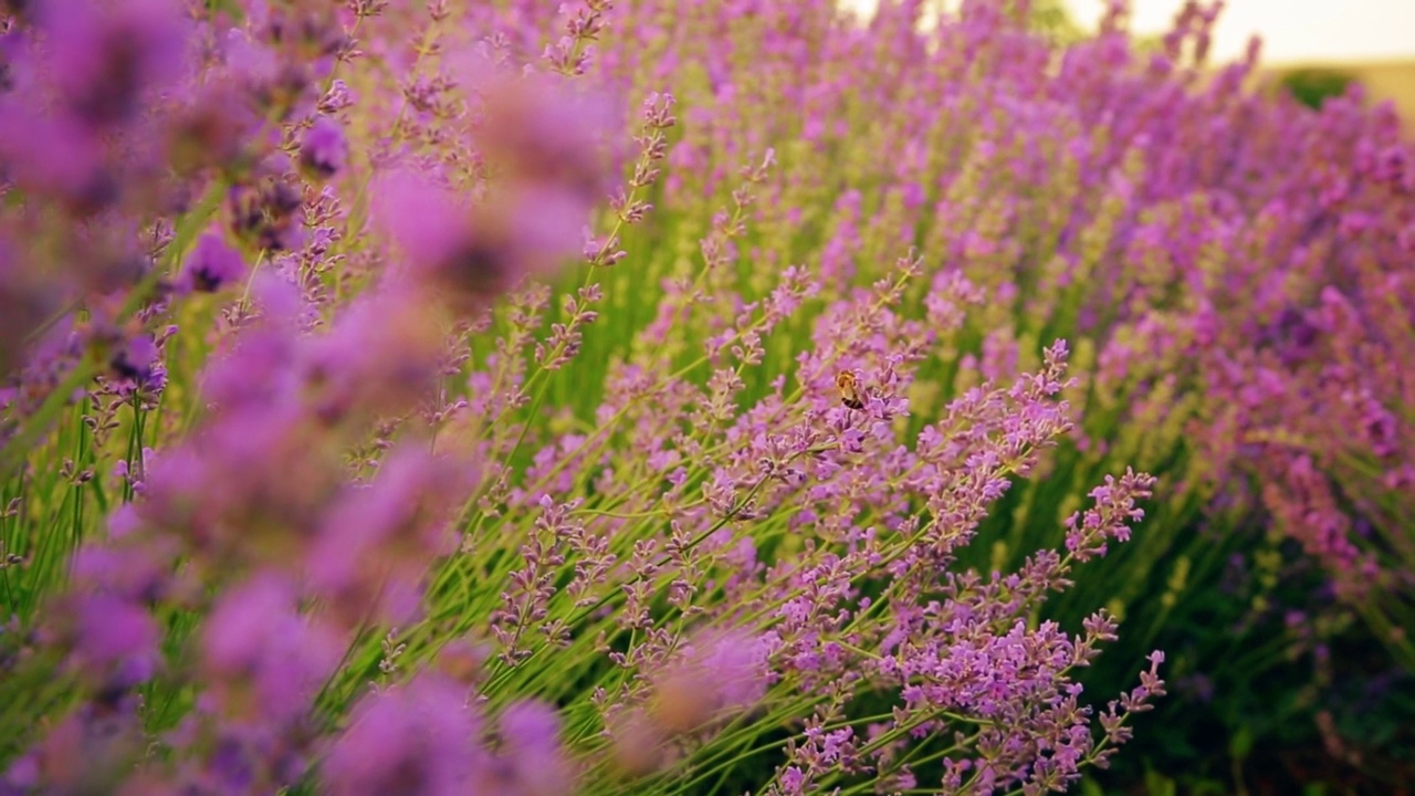 薰衣草。蜜蜂从紫色的花中采集花蜜。视频素材