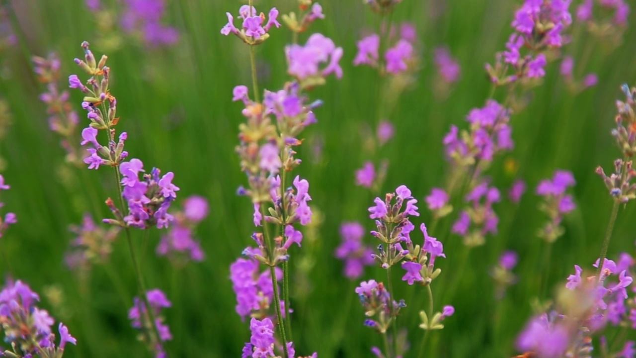 薰衣草。蜜蜂从紫色的花中采集花蜜。视频素材