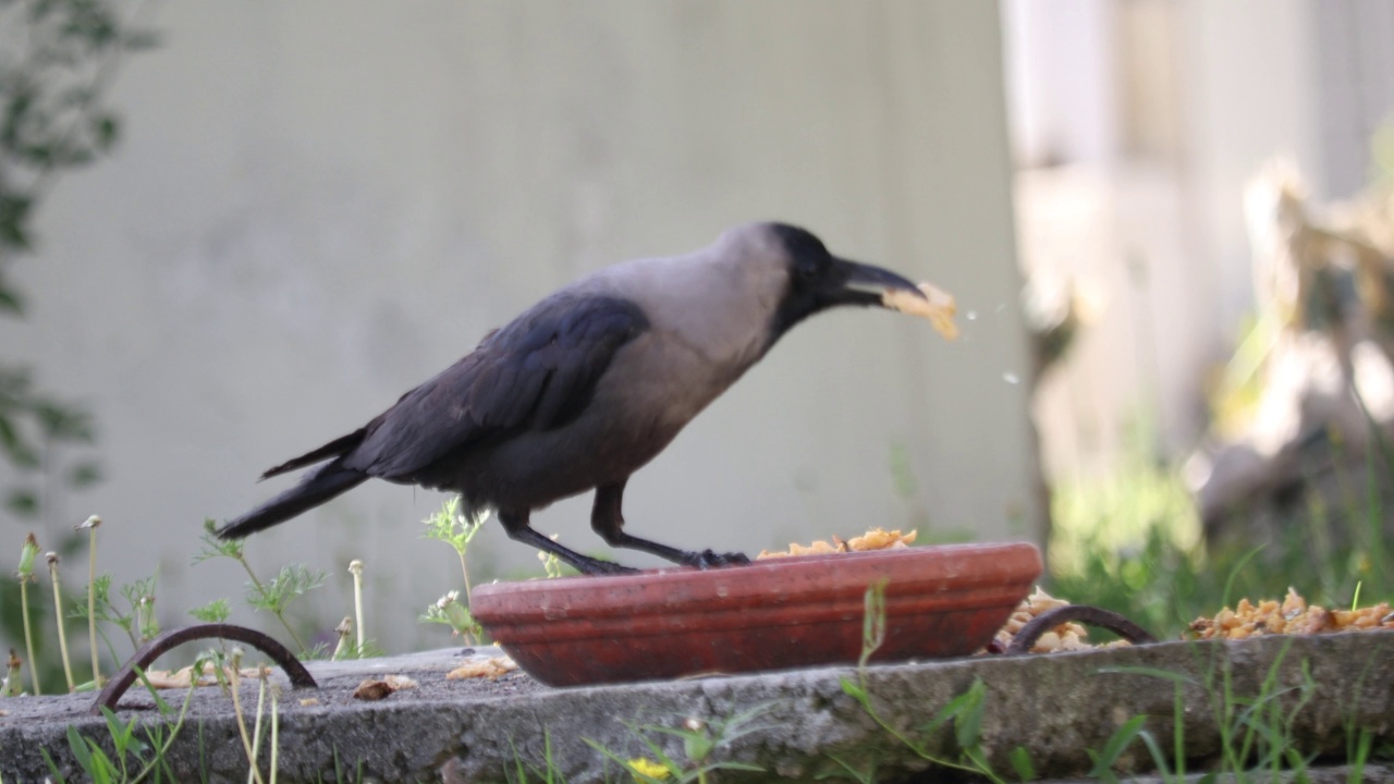 乌鸦视频素材