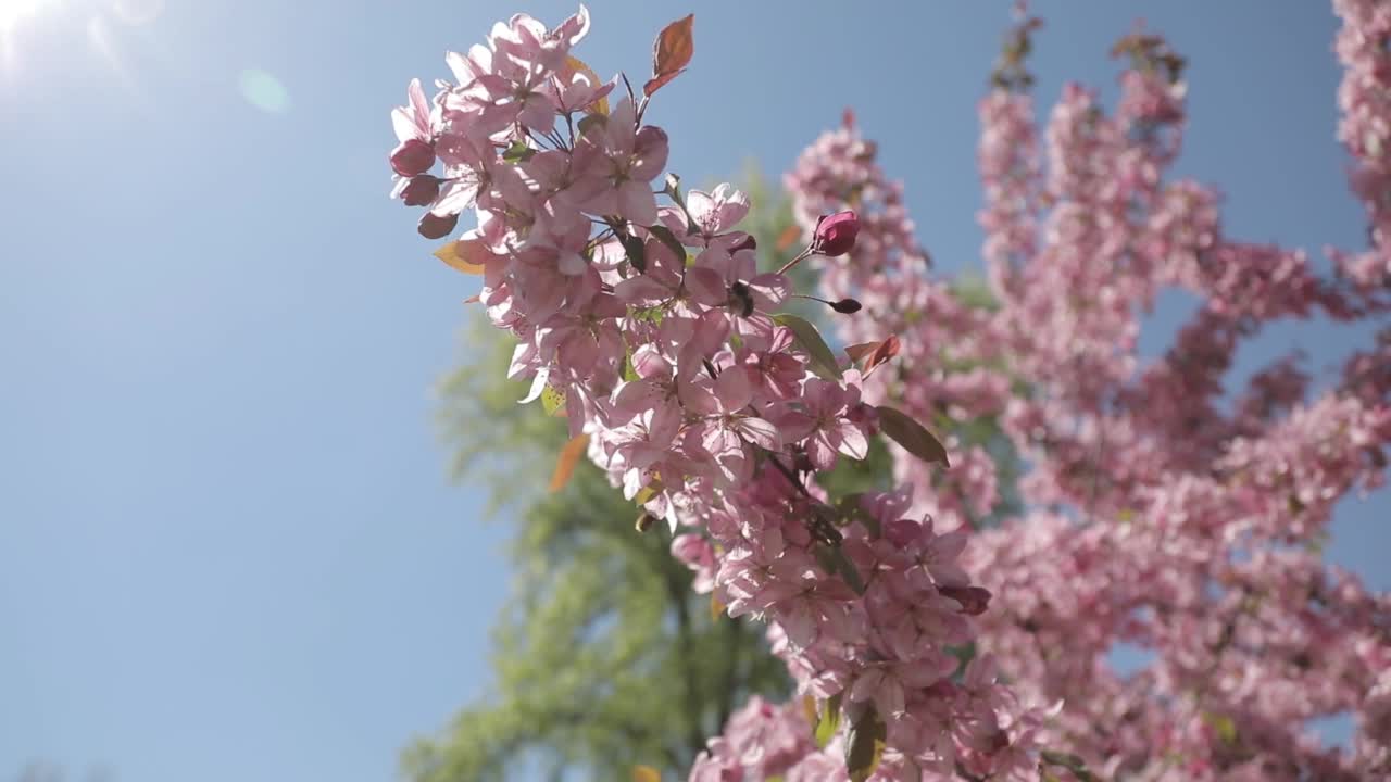 樱花。樱花视频素材