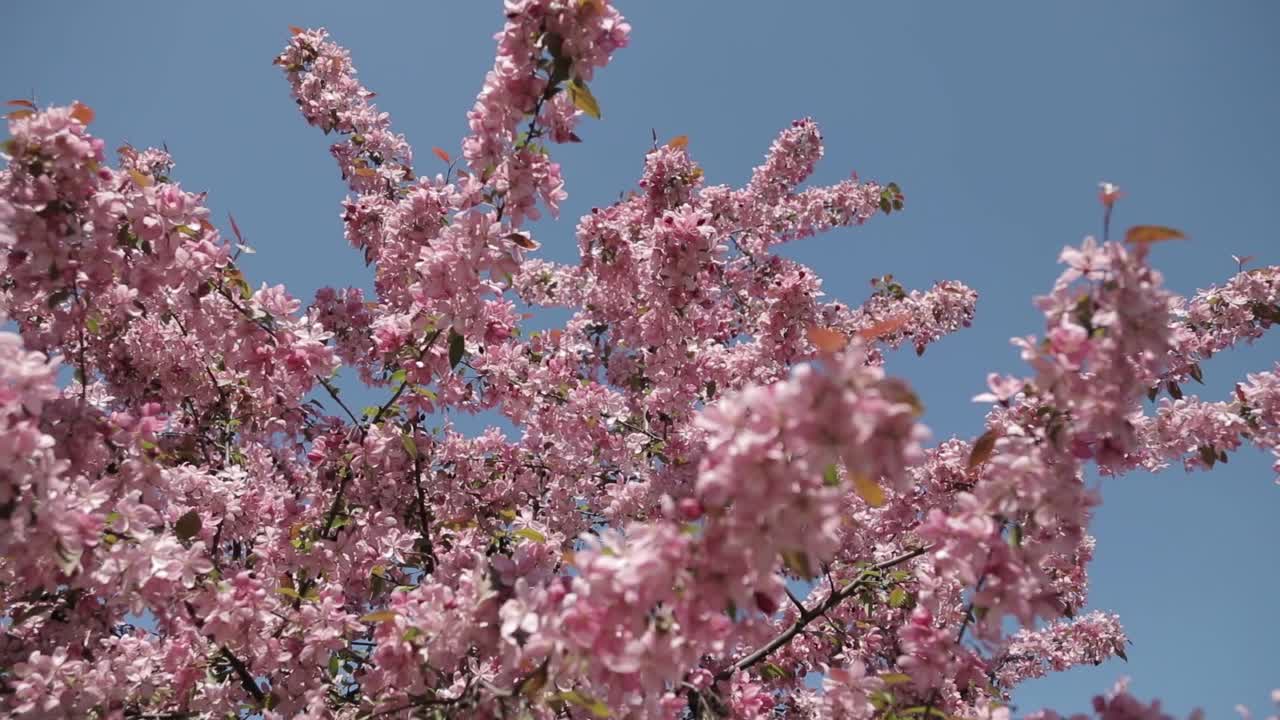 樱花。樱花视频素材