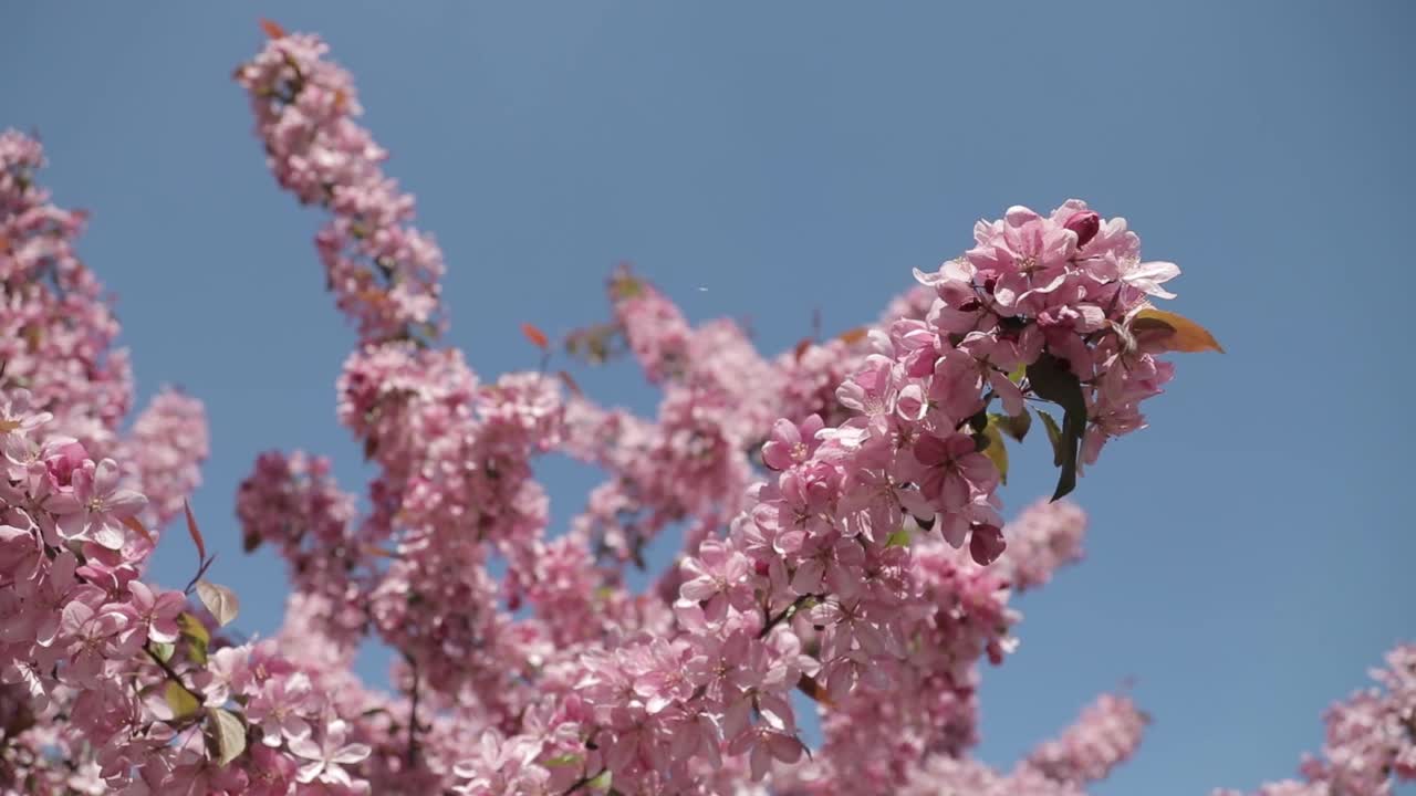 樱花。樱花视频素材