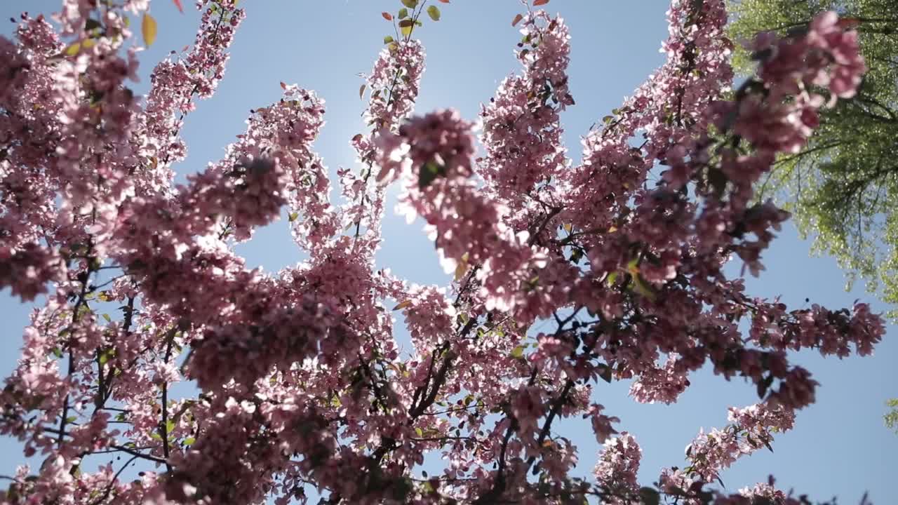 樱花。樱花视频素材