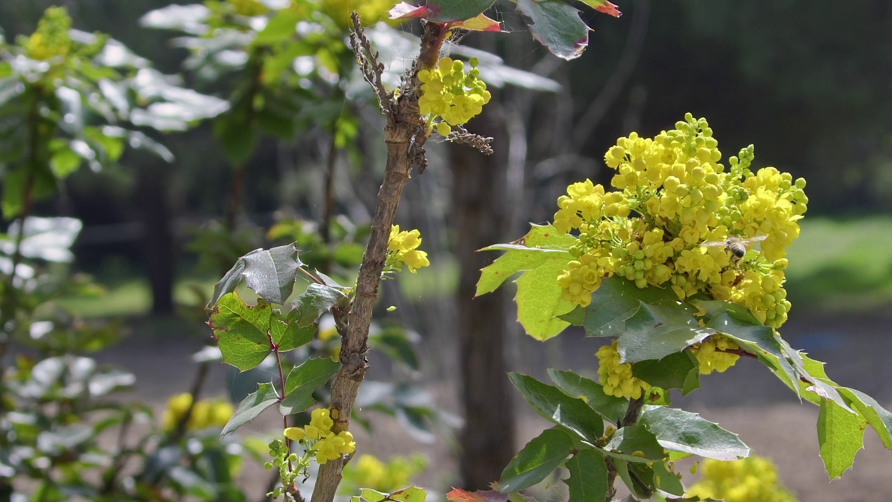 蜜蜂在森林里采集黄色花朵的花粉视频素材