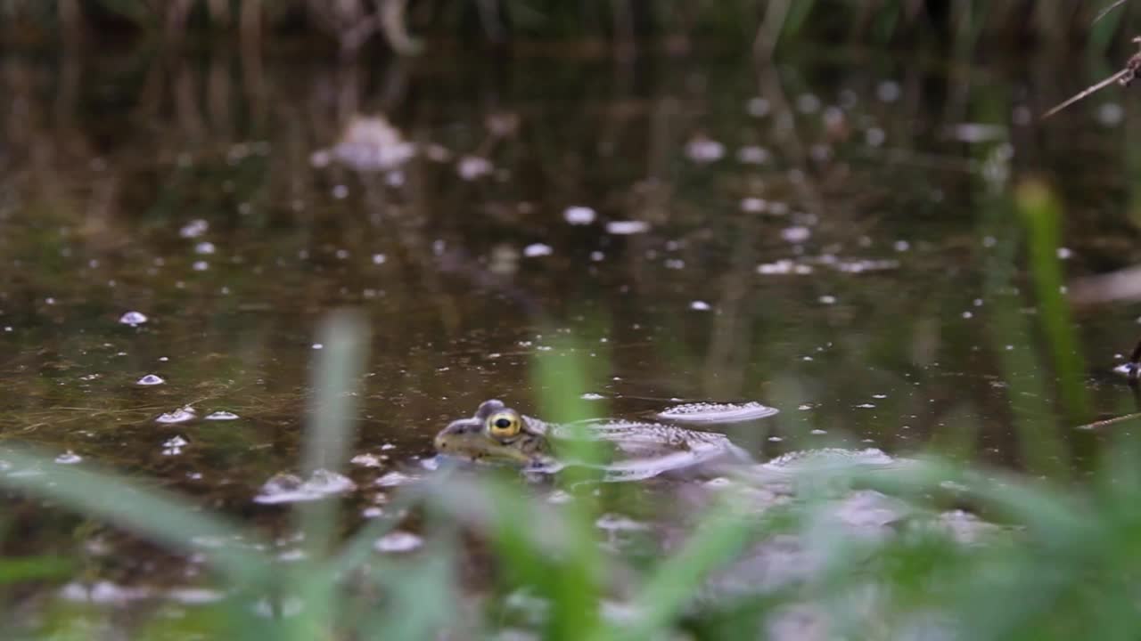 池塘里的青蛙视频下载