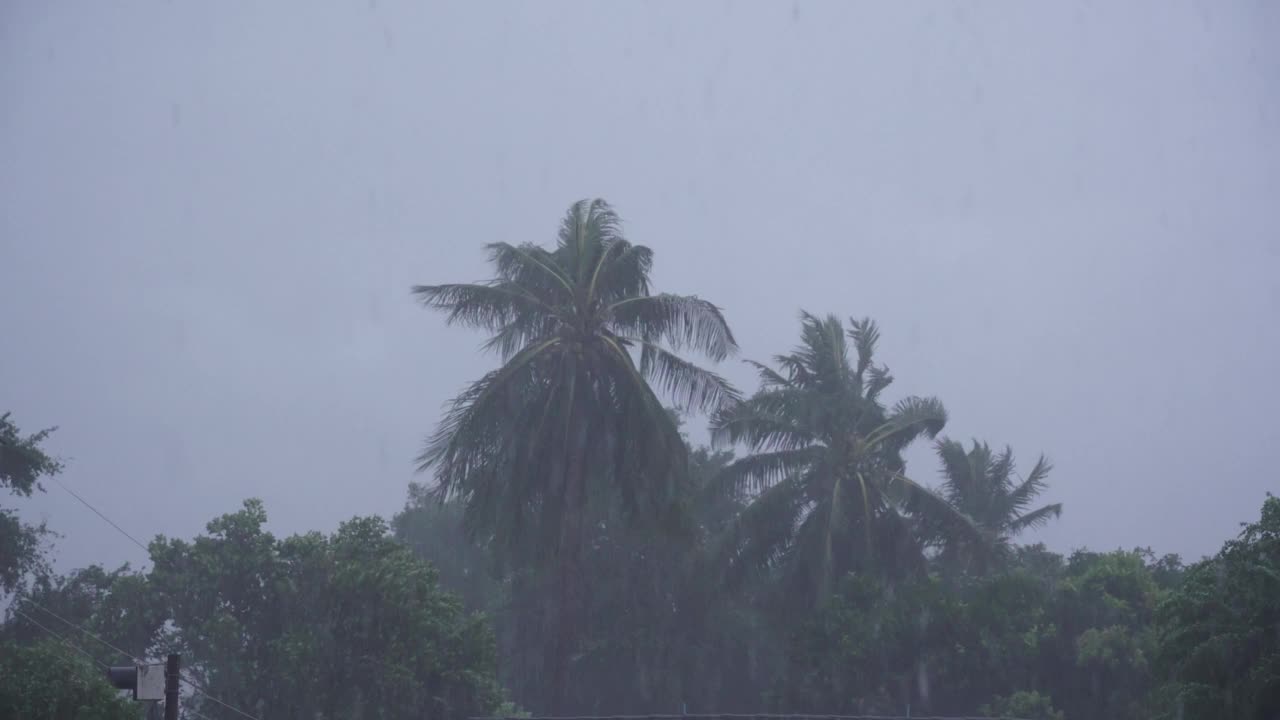 暴雨落下，季风吹树视频素材