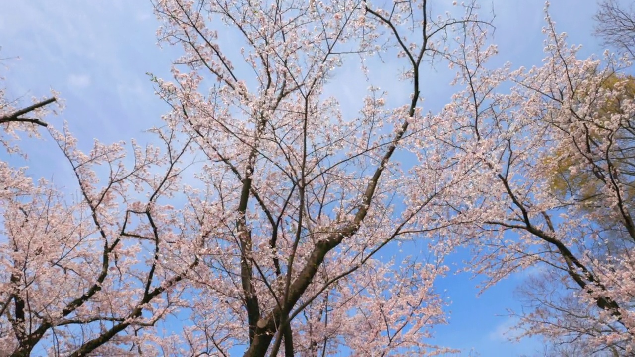 樱花盛开视频素材