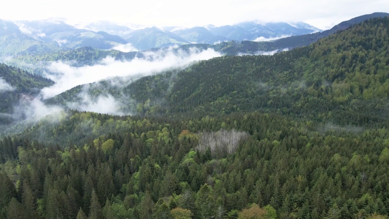 乌克兰，喀尔巴阡山脉:美丽的山地森林景观。空中视频素材