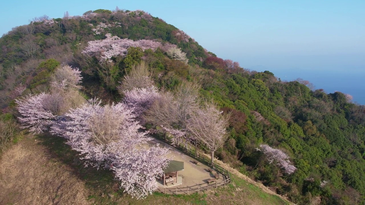 香川县三代市守德山的樱花和濑户内海视频素材