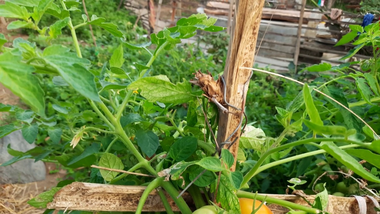 在菜园里用番茄种植番茄。视频素材