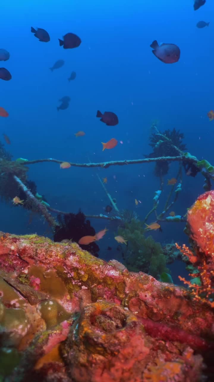 海洋生物视频素材