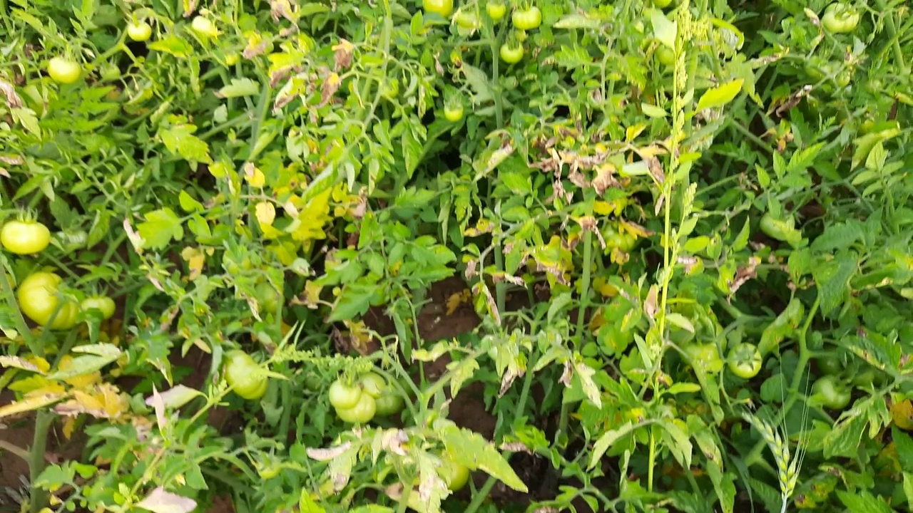 在菜园里用番茄种植番茄。视频素材