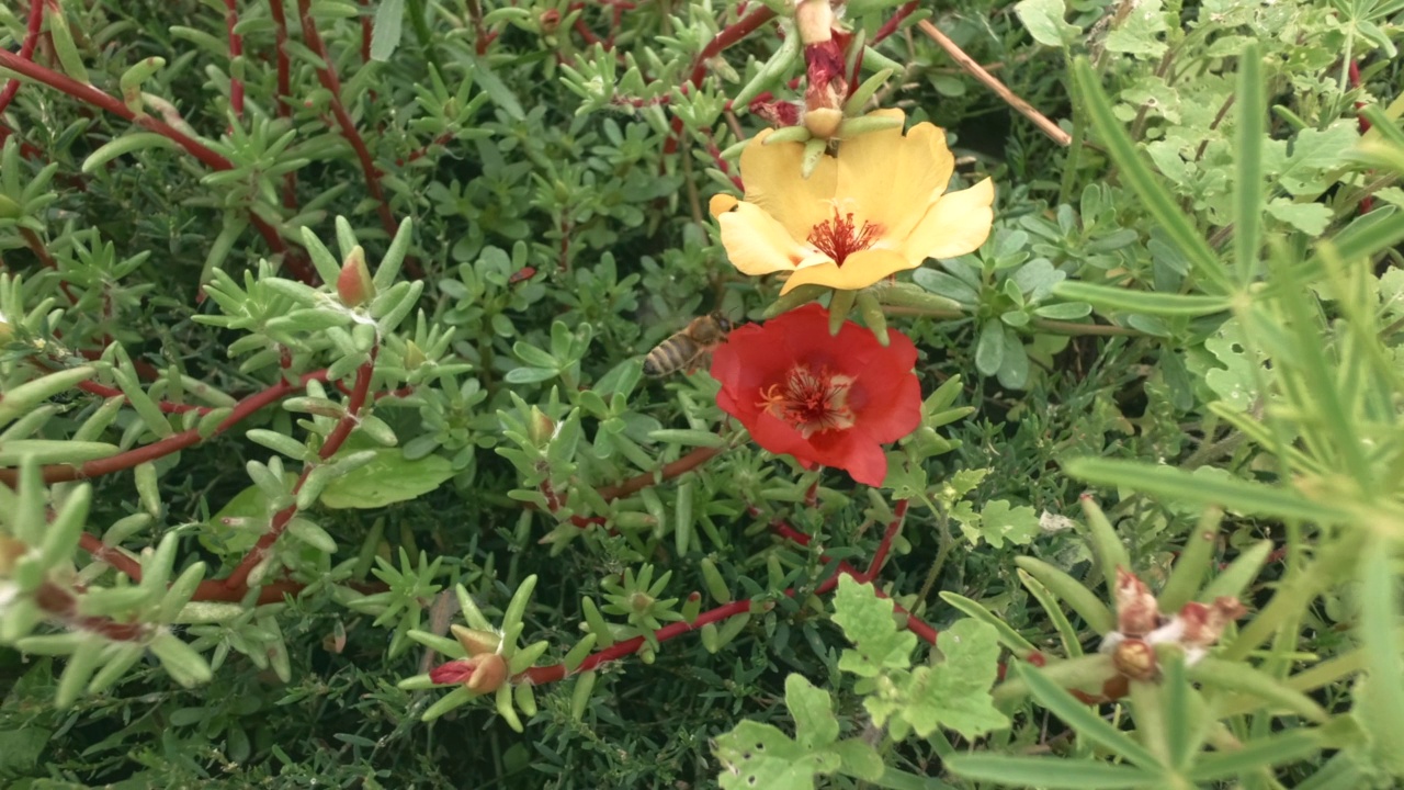 绿色的草坪上有蜜蜂和花朵。视频素材