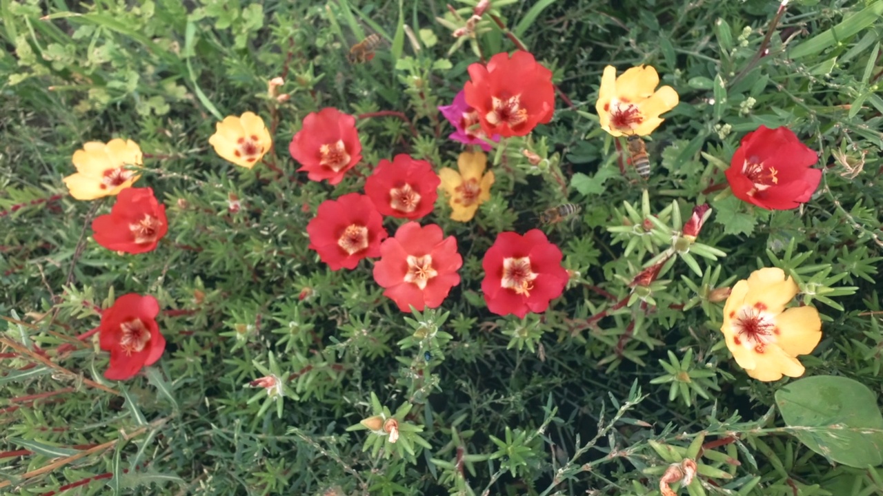 春天的草坪上有蜜蜂和鲜花。视频素材