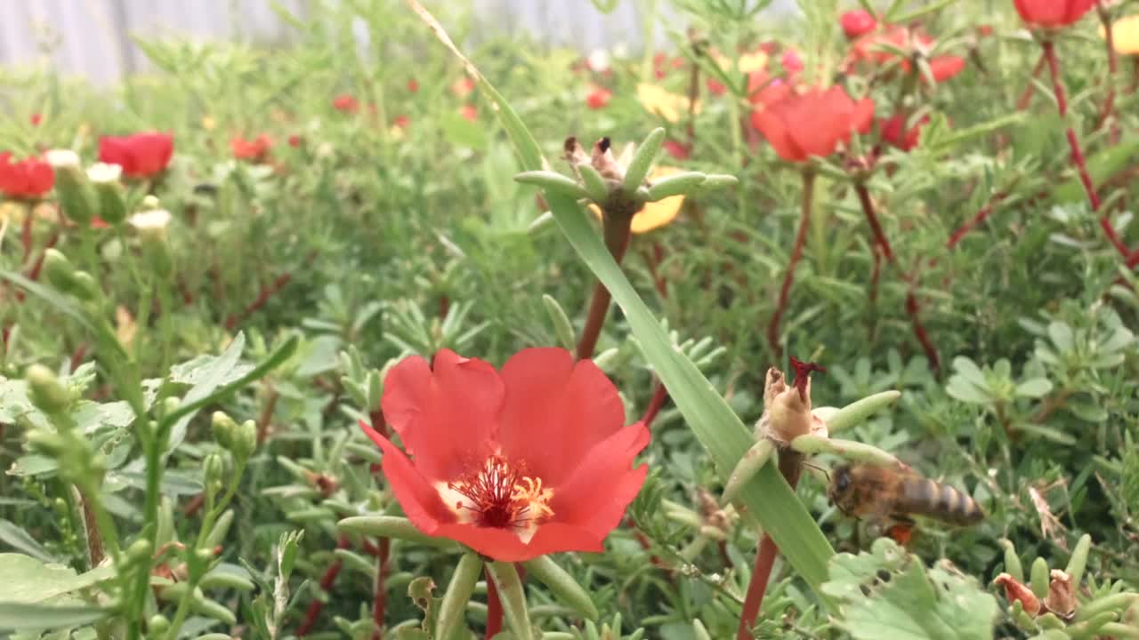 蜜蜂在花期给花授粉。视频素材