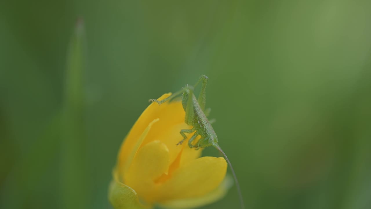 大绿灌木蟋蟀(Tettigonia viridissima)在黄色花朵上的微距照片视频素材