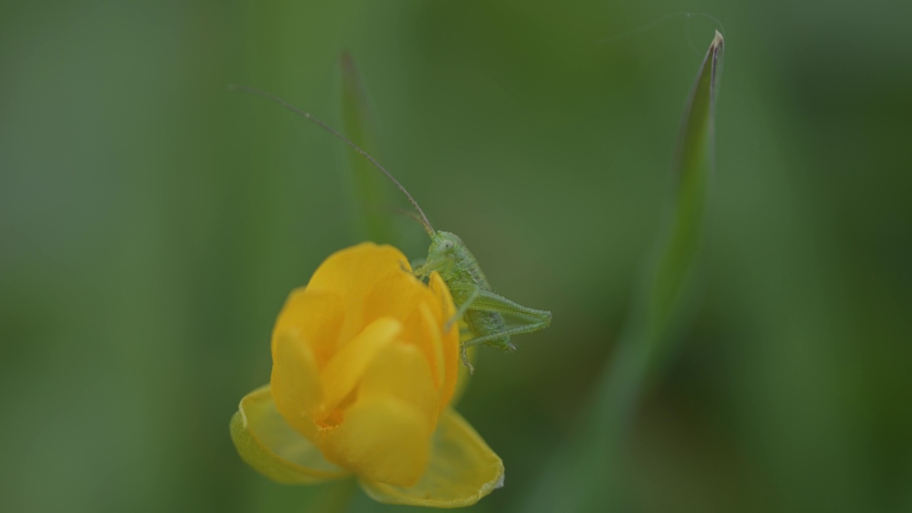 大绿灌木蟋蟀(Tettigonia viridissima)在黄色花朵上的微距照片视频素材