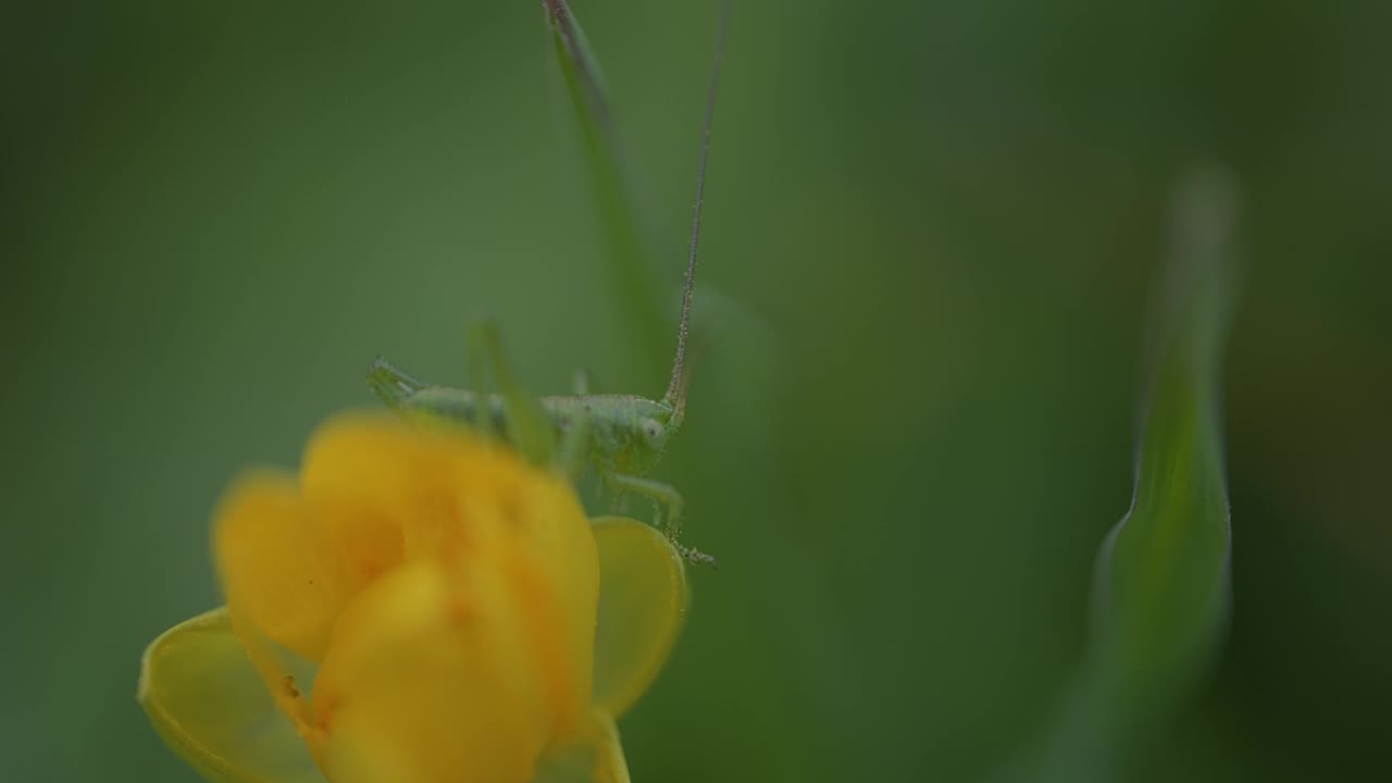 大绿灌木蟋蟀(Tettigonia viridissima)在黄色花朵上的微距照片视频素材