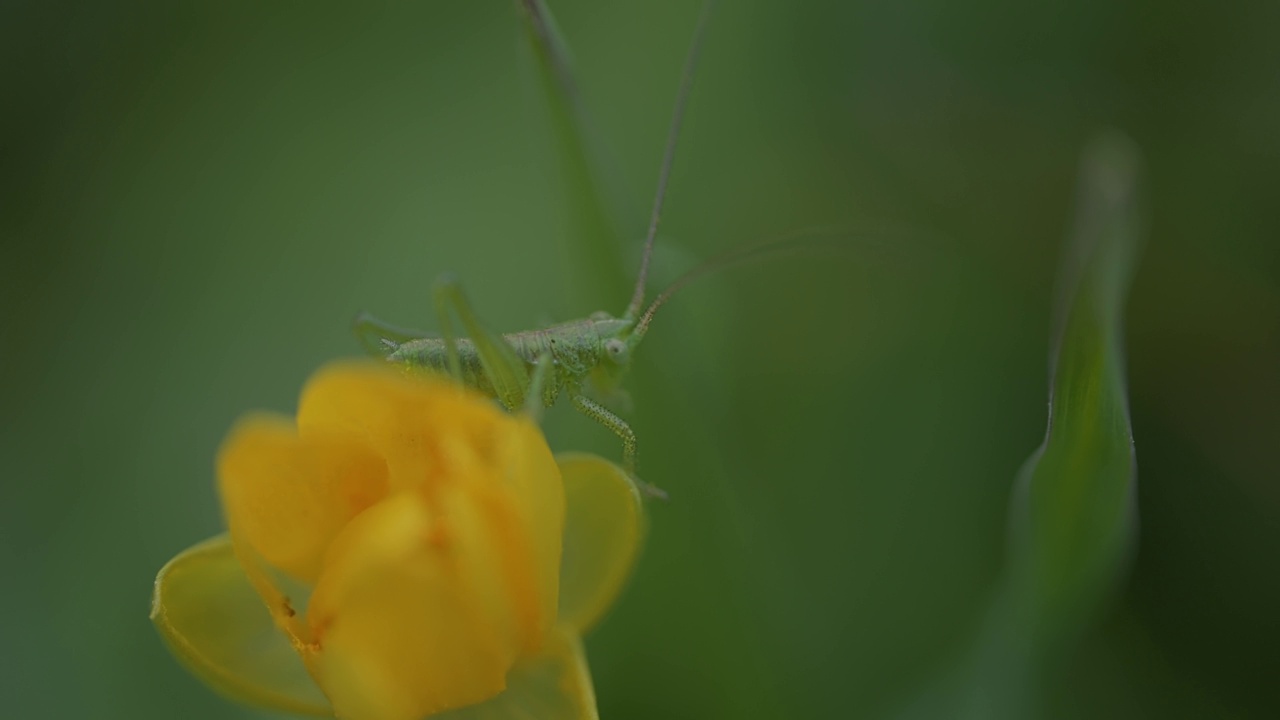 大绿灌木蟋蟀(Tettigonia viridissima)在黄色花朵上的微距照片视频素材