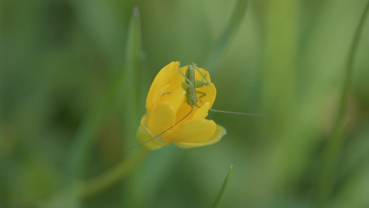 大绿灌木蟋蟀(Tettigonia viridissima)在黄色花朵上的微距照片视频素材