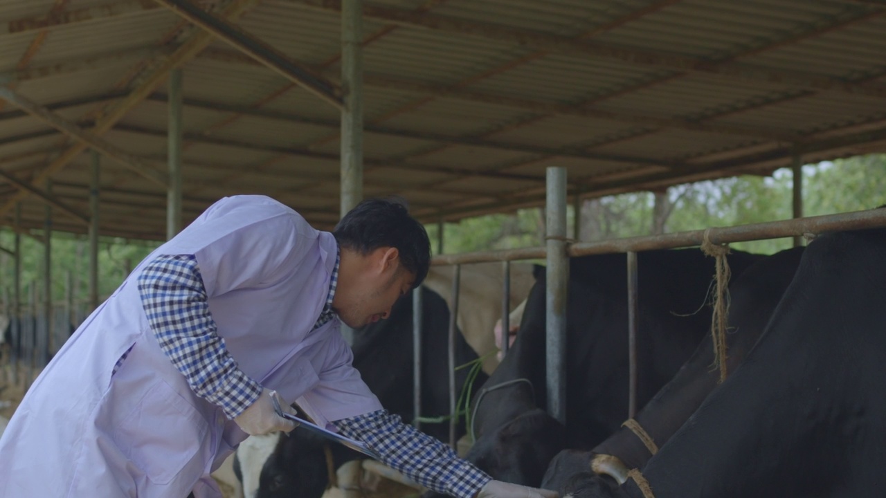 兽医正在检查他在奶牛场的牲畜视频素材