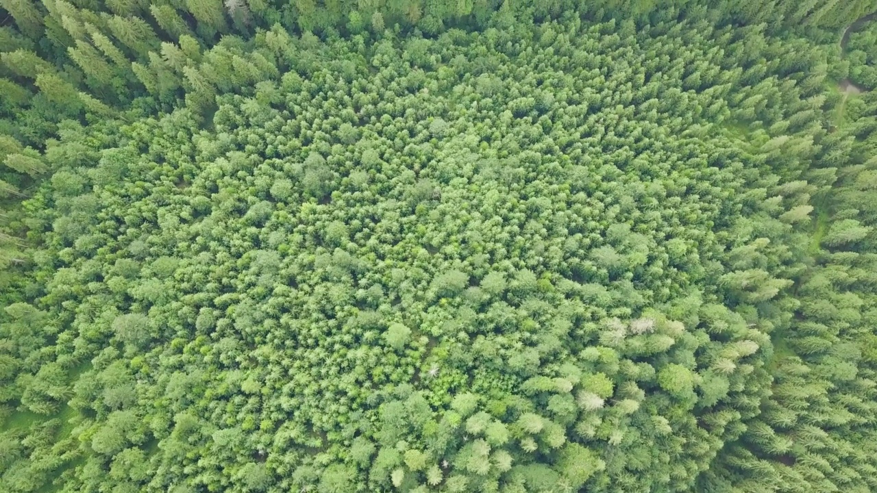 从无人机拍摄的喀尔巴阡山脉森林的惊人照片。广角全景拍摄美丽的树木在西尼维尔湖旁边的西尼维尔草地。乌克兰喀尔巴阡山脉的美丽风景。视频素材