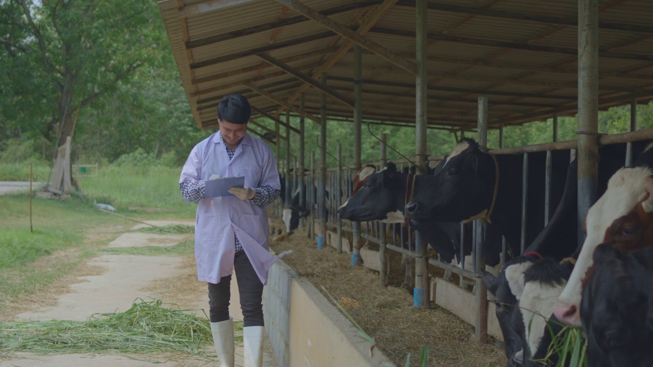 兽医正在检查他在奶牛场的牲畜视频素材