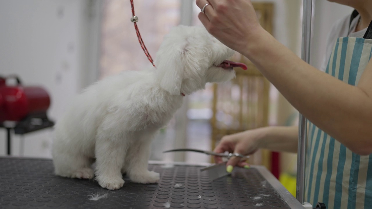 动物美容师用剪刀修剪马耳他犬的毛发视频素材