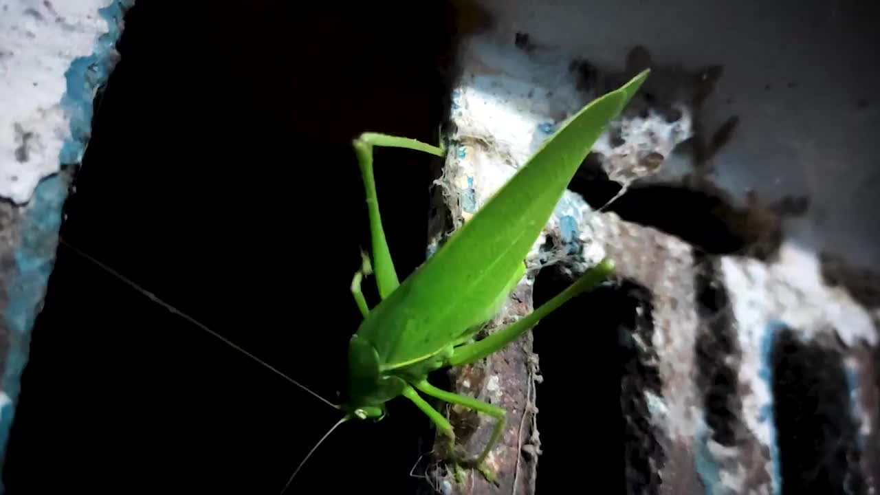 近距离的视频镜头拍摄了一只绿色的螽斯在夜晚的活动视频下载