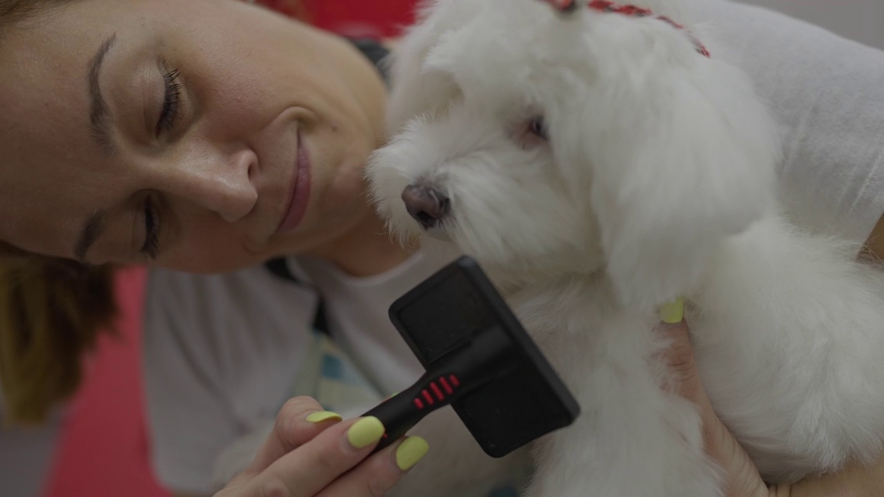 动物美容师，用宠物毛刷梳理马耳他犬的毛发视频素材